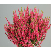 Вереск Мартина (р12)