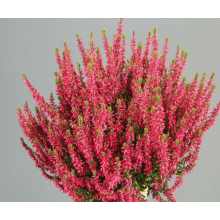 Вереск Мартина (р12) Вереск Мартина (р12)