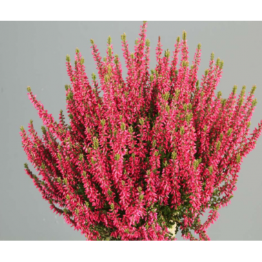 Вереск Мартина (р12)