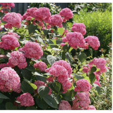 Гортензия древовидная Меджикал Дарк Пинк (ОКС, 3-4 ветки)