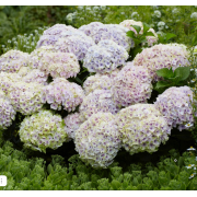 Гортензия крупнолистная Меджикал Океан(С3)