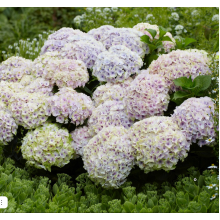 Гортензия крупнолистная Меджикал Океан(С3) Гортензия крупнолистная Меджикал Океан(С3)