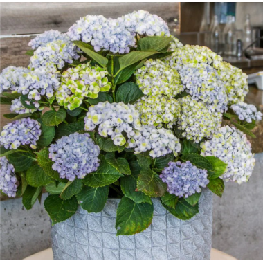 Гортензия крупнолистная Меджикал Революшен Блу (С2)