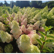 Гортензия метельчатая Мэжикал Свит Саммер (ОКС, 4-6 веток)