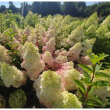 Гортензия метельчатая Мэжикал Свит Саммер (ОКС, 4-6 веток)