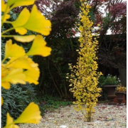 Гинкго билоба Менгир (р9) Гинкго билоба Менгир (р9)