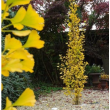 Гинкго билоба Менгир (р9) Гинкго билоба Менгир (р9)