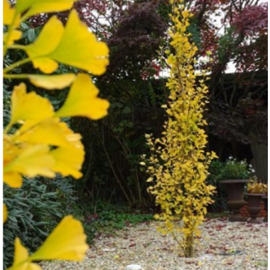 Гинкго билоба Менгир (р9)