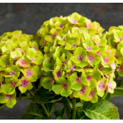Гортензия крупнолистная Меджикал Грин Делайт (С3)