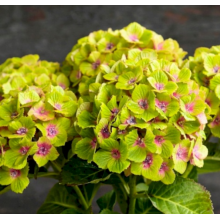 Гортензия крупнолистная Меджикал Грин Делайт (С3) Гортензия крупнолистная Меджикал Грин Делайт (С3)