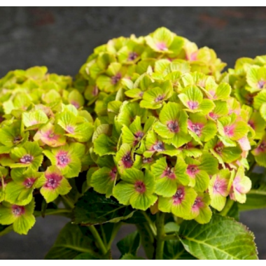 Гортензия крупнолистная Меджикал Грин Делайт (С3)