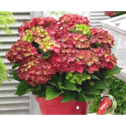 Гортензия крупнолистная Меджикал Гринфаер (С3)