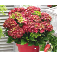 Гортензия крупнолистная Меджикал Гринфаер (С3) Гортензия крупнолистная Меджикал Гринфаер (С3)