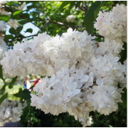 Сирень Моник Лемуан (2-летка)