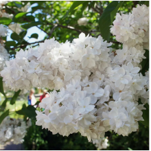 Сирень Моник Лемуан (2-летка) Сирень Моник Лемуан (2-летка)