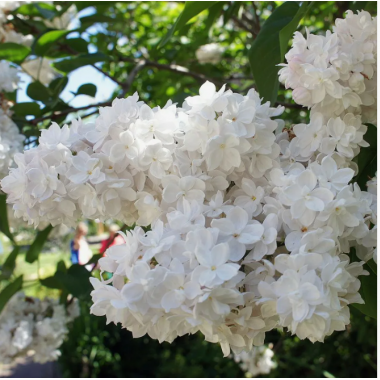 Сирень Моник Лемуан (2-летка)