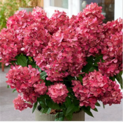 Гортензия метельчатая Меджикал Монт Верде (ОКС, 2-3 ветки)