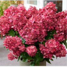 Гортензия метельчатая Меджикал Монт Верде (ОКС, 2-3 ветки)