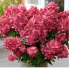 Гортензия метельчатая Меджикал Монт Верде (ОКС, 2-3 ветки)