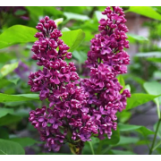 Сирень Монж (2-летка)