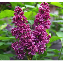 Сирень Монж (2-летка) Сирень Монж (2-летка)