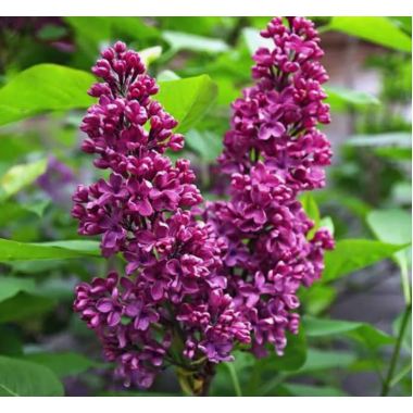 Сирень Монж (2-летка)