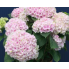 Гортензия крупнолистная Меджикал Океан(С3)