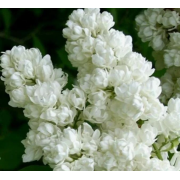 Сирень Память о Колесникове (р9)