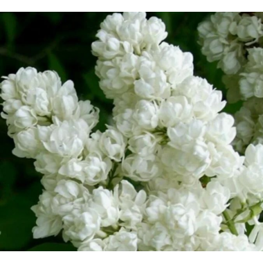 Сирень Память о Колесникове (р9)