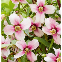 Чубушник (жасмин) Пти Парфюм Пинк (р9)