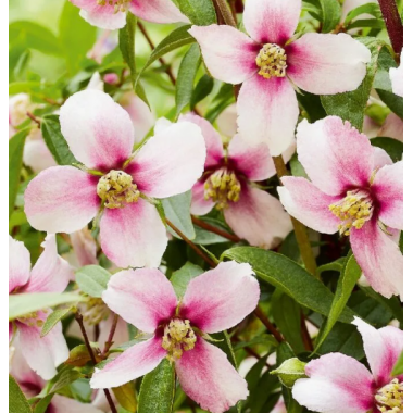 Чубушник (жасмин) Пти Парфюм Пинк (р9)