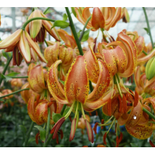 Луковица лилии Пеппард Голд 18/20 (Мартагон) Луковица лилии Пеппард Голд 18/20 (Мартагон)