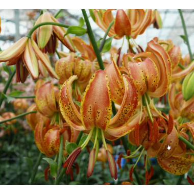 Луковица лилии Пеппард Голд 18/20 (Мартагон)