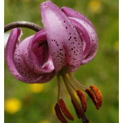 Луковица лилии Перпл Монинг 18/20 см (Мартагон)