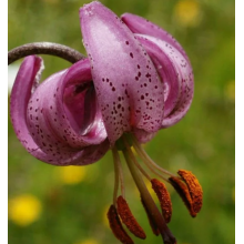 Луковица лилии Перпл Монинг 18/20 см (Мартагон) Луковица лилии Перпл Монинг 18/20 см (Мартагон)