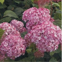 Гортензия древовидная Меджикал Пинкербэлл (ОКС, 3-4 ветки) Гортензия древовидная Меджикал Пинкербэлл (ОКС, 3-4 ветки)