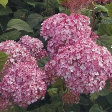 Гортензия древовидная Меджикал Пинкербэлл (ОКС, 3-4 ветки)