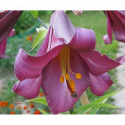 Луковица лилии Пинк Перфекшн (ЛОО-гибрид) Луковица лилии Пинк Перфекшн (ЛОО-гибрид)