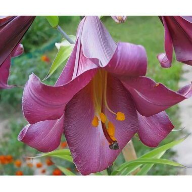 Луковица лилии Пинк Перфекшн (ЛОО-гибрид)