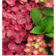 Гортензия крупнолистная Ребеллион Писташио Лав (р12)