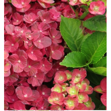 Гортензия крупнолистная Ребеллион Писташио Лав (р12)