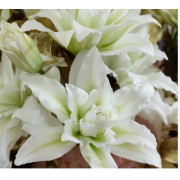 Луковица лилии Полар Стар (восточные махровые) Луковица лилии Полар Стар (восточные махровые)