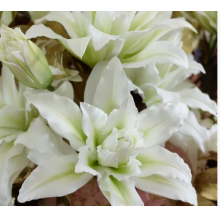 Луковица лилии Полар Стар (восточные махровые) Луковица лилии Полар Стар (восточные махровые)