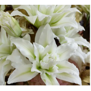 Луковица лилии Полар Стар (восточные махровые)