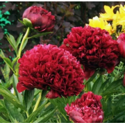 Пион травянистый Ред Грейс, 2-3 почки