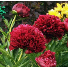 Пион травянистый Ред Грейс, 2-3 почки