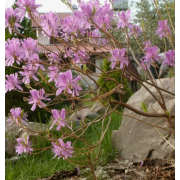 Рододендрон канадский