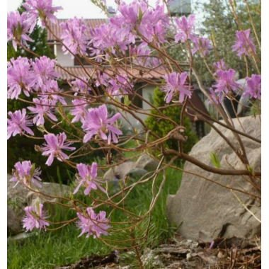 Рододендрон канадский