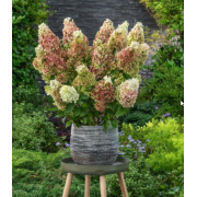 Гортензия метельчатая Руби Хоббит (р9) Гортензия метельчатая Руби Хоббит (р9)