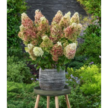 Гортензия метельчатая Руби Хоббит (р9)